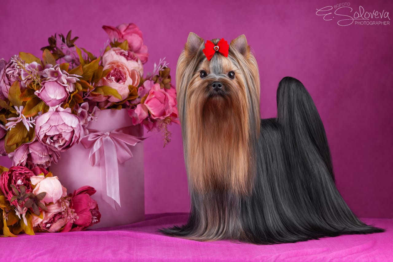 Majestic Force Majestic Force Time To Win — Labaza DogPedigree YorkshireTerrier